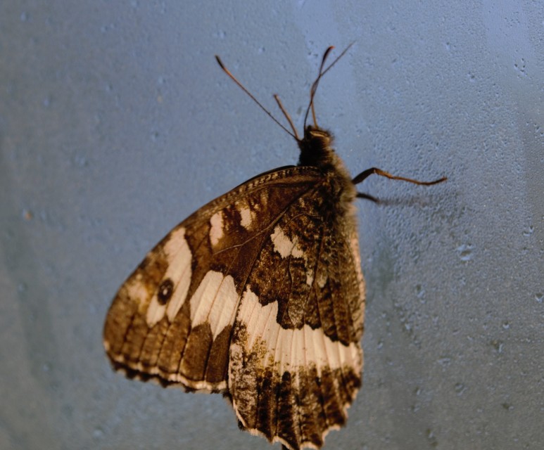 Brintesia circe - fehéröves szemeslepke