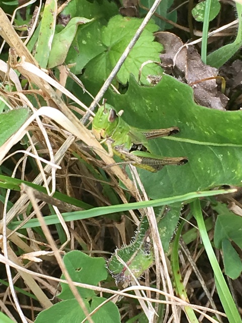 Pseudochorthippus parallelus - közönséges rétisáska