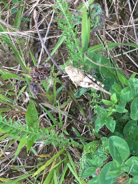 Oedipoda caerulescens - kékszárnyú sáska