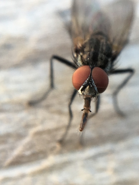 Anthomyiidae - viráglegyek