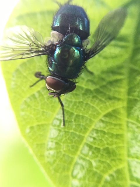 Lucilia