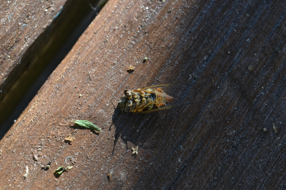 Cicadetta montana