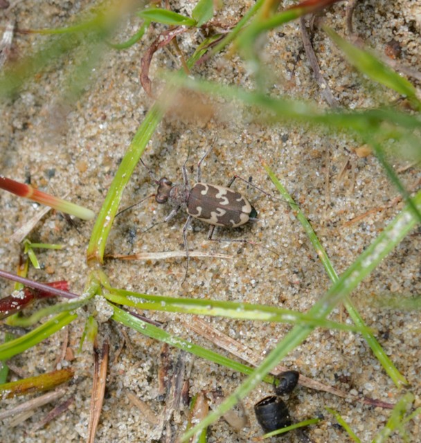 Cylindera arenaria viennensis - parti homokfutrinka