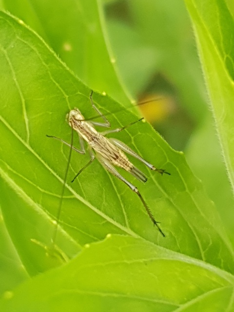 Oecanthus pellucens - pirregőtücsök