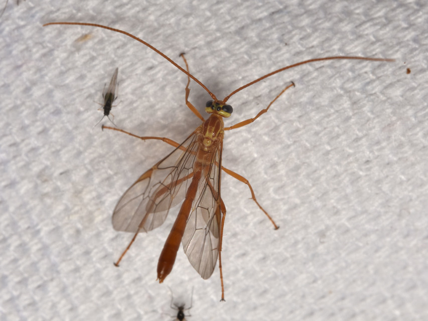 Ophion obscuratus