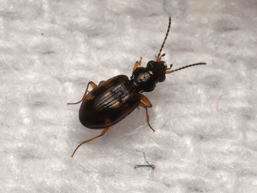 Bembidion octomaculatum - nyolcfoltos gyorsfutó