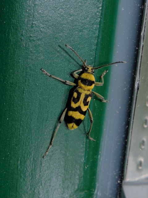 Chlorophorus varius - díszes darázscincér