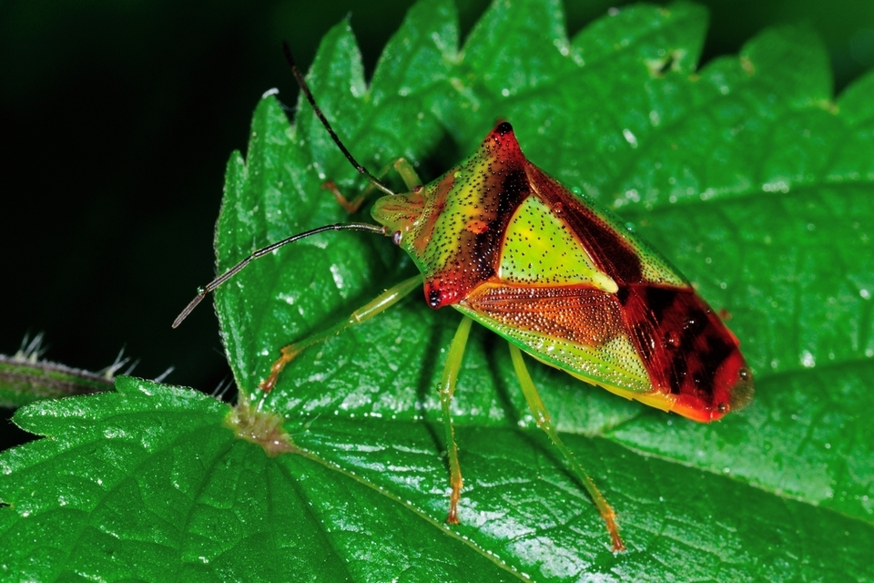 Acanthosoma haemorrhoidale - nagy dajkapoloska Acanthosoma haemorrhoidale - nagy dajkapoloska