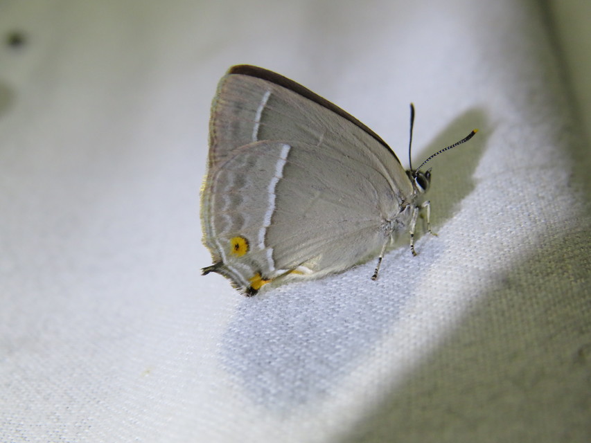 Neozephyrus quercus - tölgyfalepke
