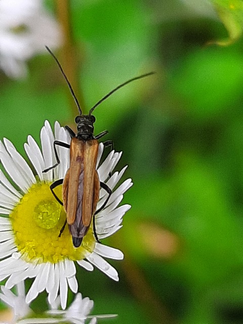 Oedemera femorata - sárgahátú álcincér