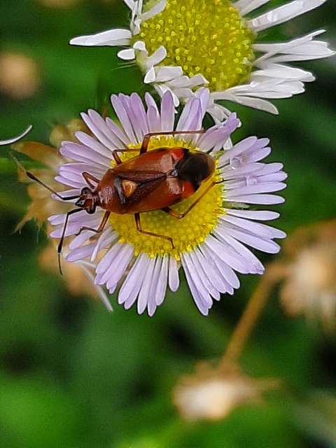 Deraeocoris ruber - vöröses mezeipoloska