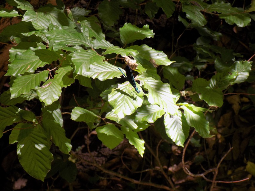 Calopteryx virgo - kisasszony-szitakötő