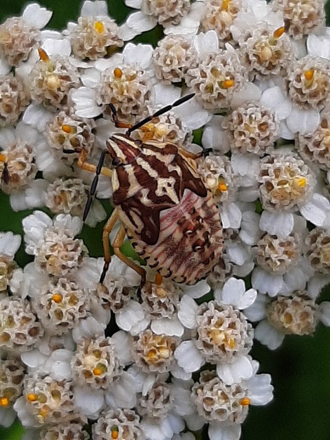 Carpocoris