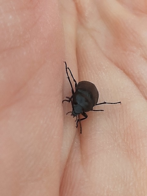Podonta nigrita - szerecsenbogár