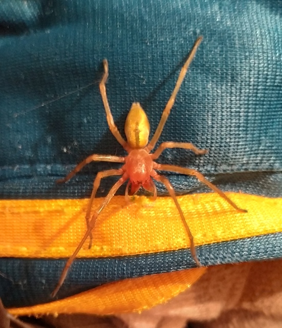 Cheiracanthium