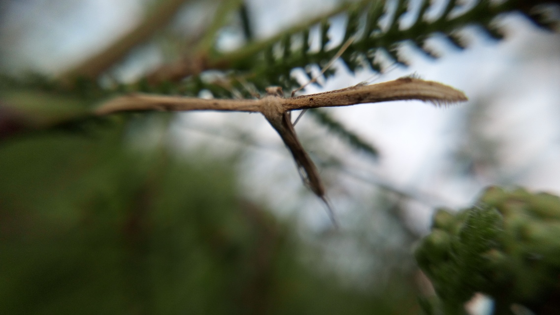 Emmelina monodactyla/argoteles