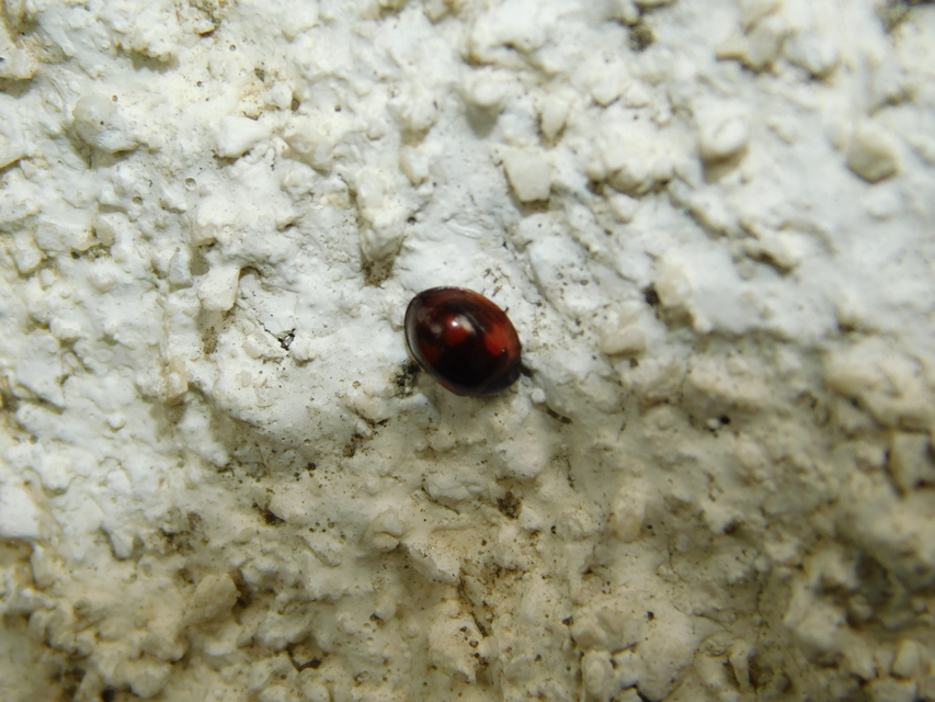 Exochomus quadripustulatus - négyfoltos szerecsenkata