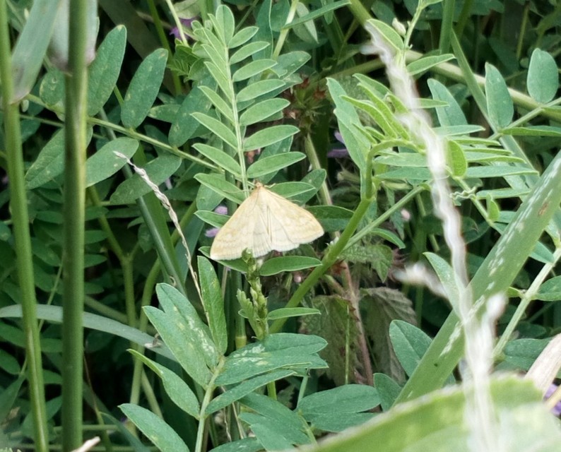 Sitochroa verticalis - világossárga dudvamoly