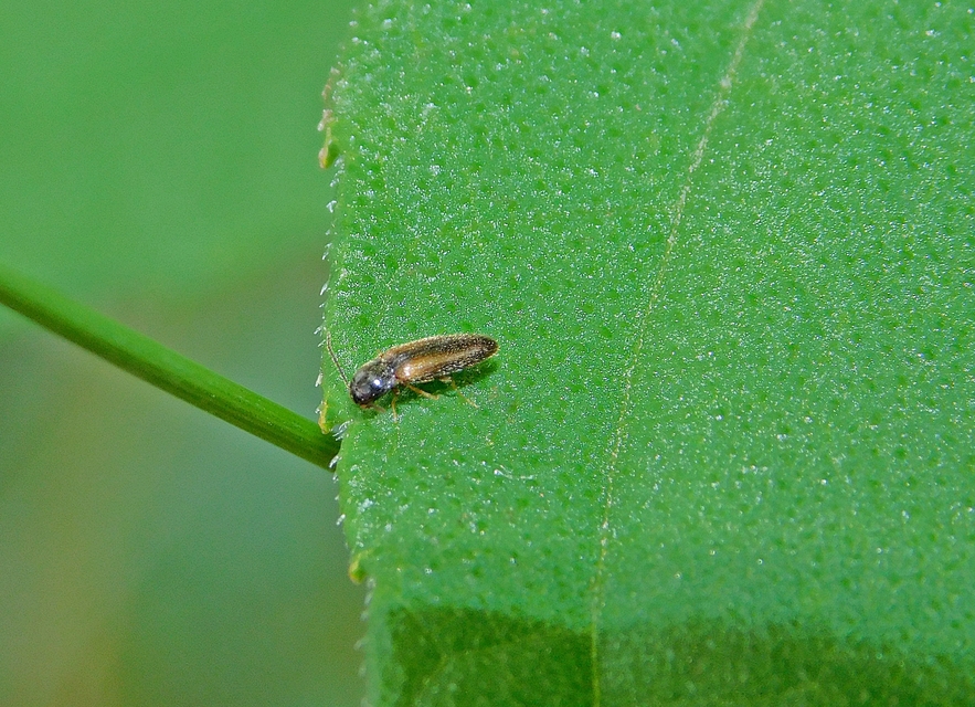 Adrastus