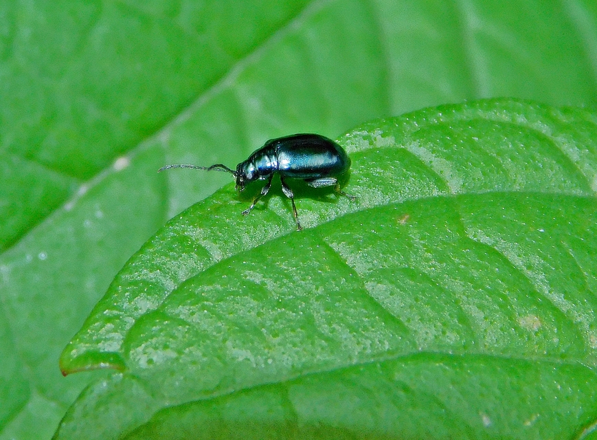 Altica