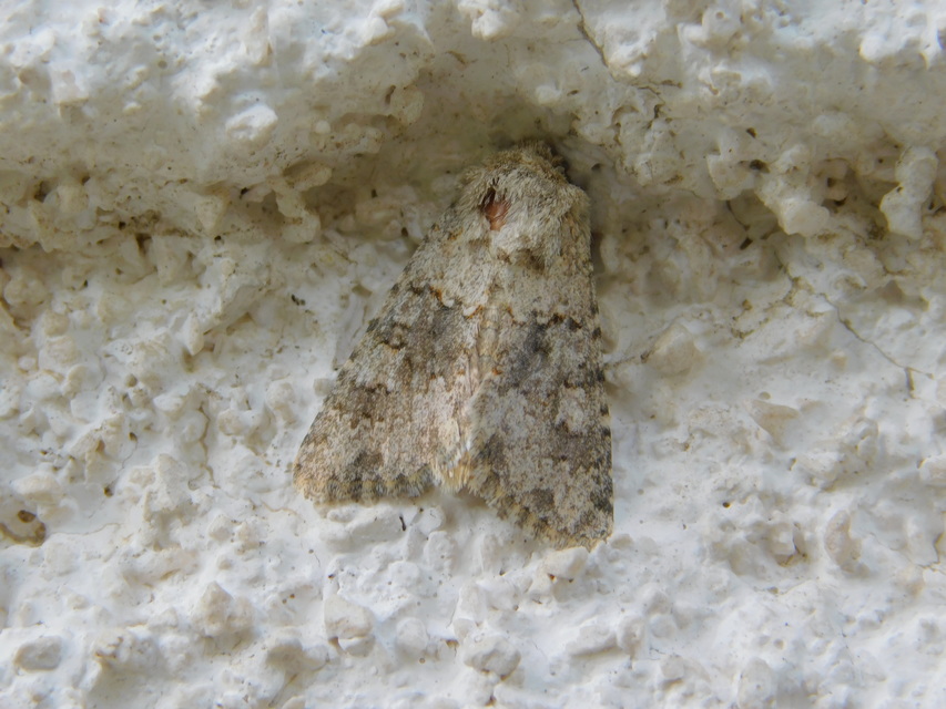 Hecatera dysodea - parajbagoly