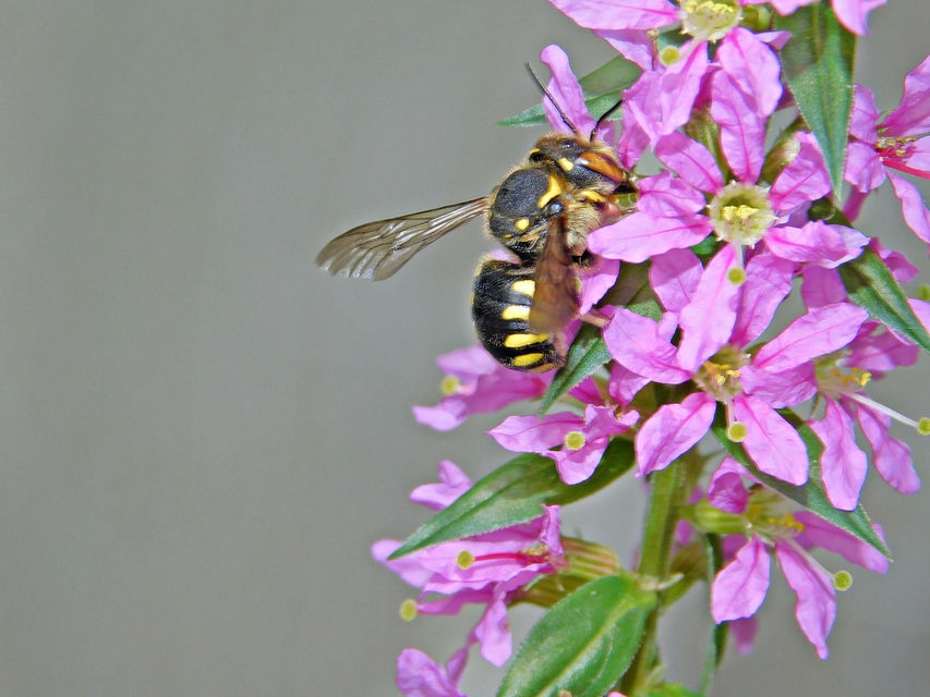 Anthidium