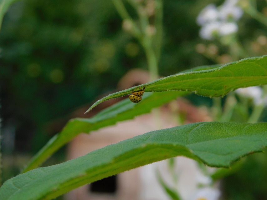 Psyllobora vigintiduopunctata - huszonkétpettyes katica