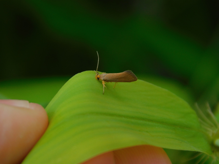 Crassa tinctella/unitella