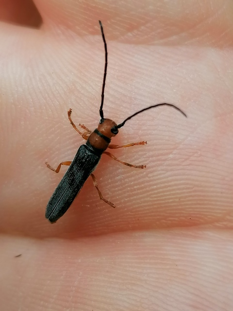 Oberea erythrocephala - pirosfejű kutyatejcincér