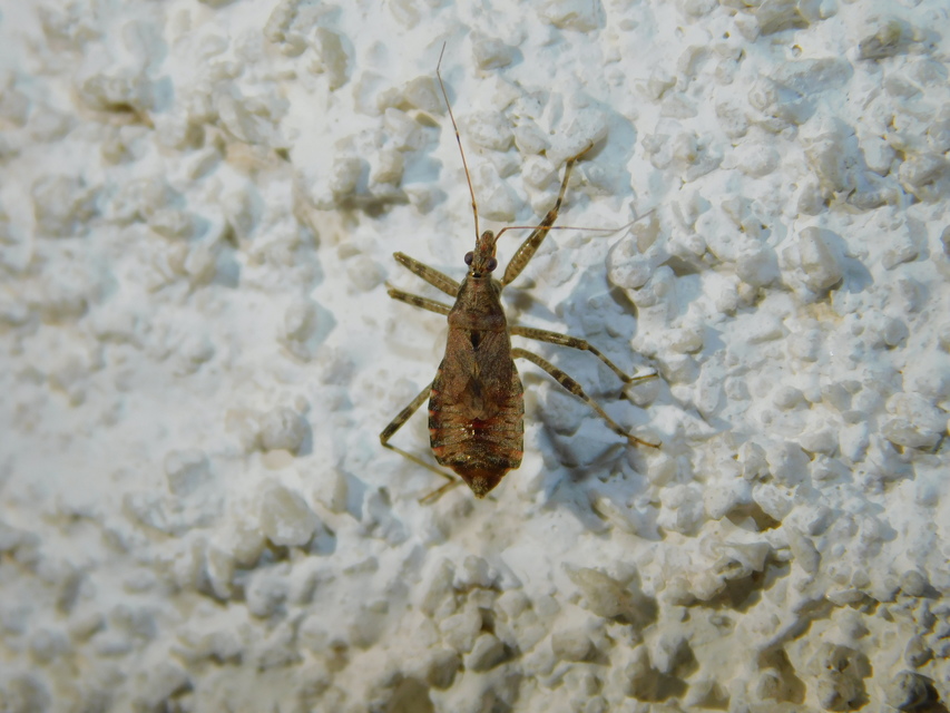Himacerus