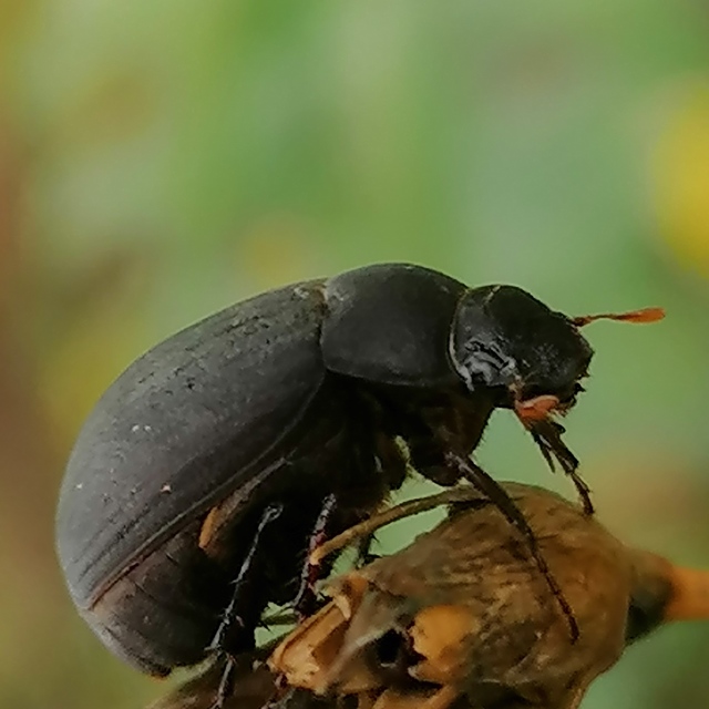 Maladera holosericea - bársonyos kiscserebogár