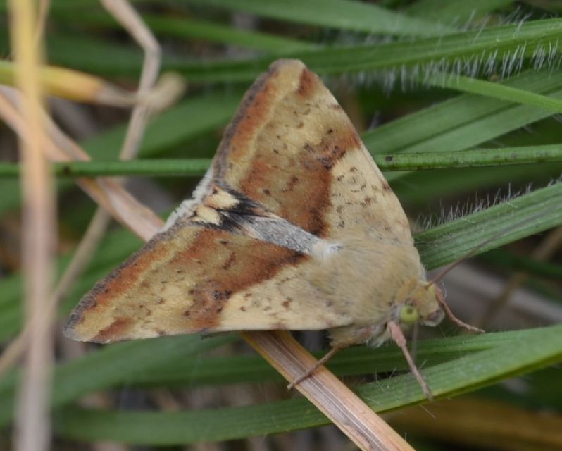 Heliothis adaucta - somkóróbagoly