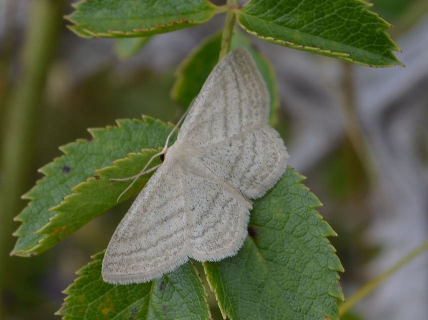 Scopula virgulata - vesszős sávosaraszoló