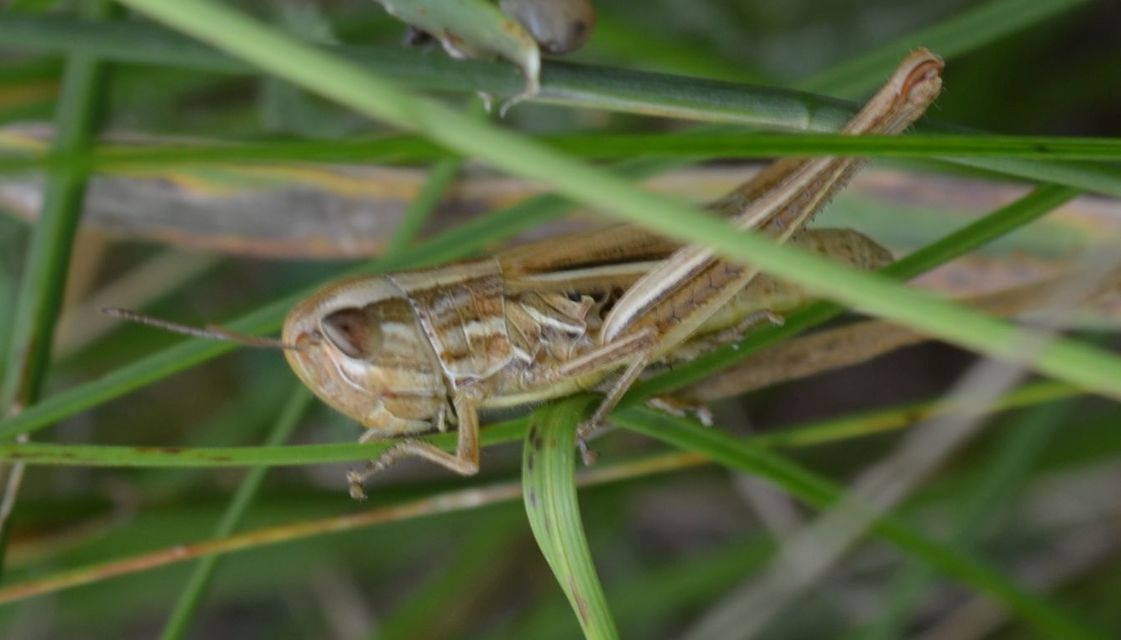 Euchorthippus declivus - rövidszárnyú rétisáska