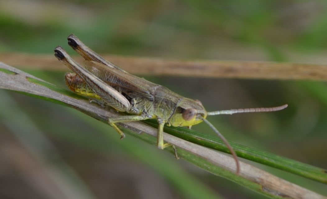 Pseudochorthippus parallelus - közönséges rétisáska