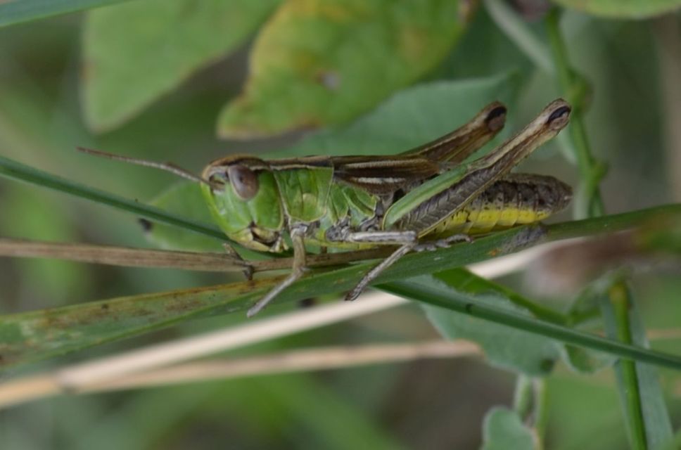 Pseudochorthippus parallelus - közönséges rétisáska