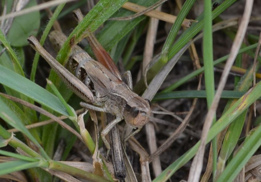 Pseudochorthippus parallelus - közönséges rétisáska
