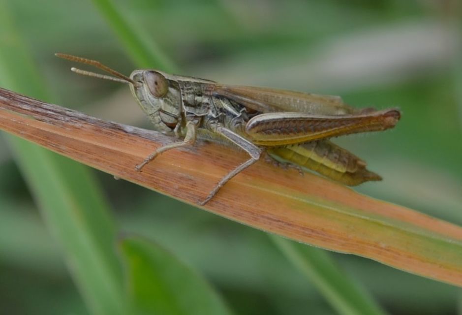 Euchorthippus declivus - rövidszárnyú rétisáska
