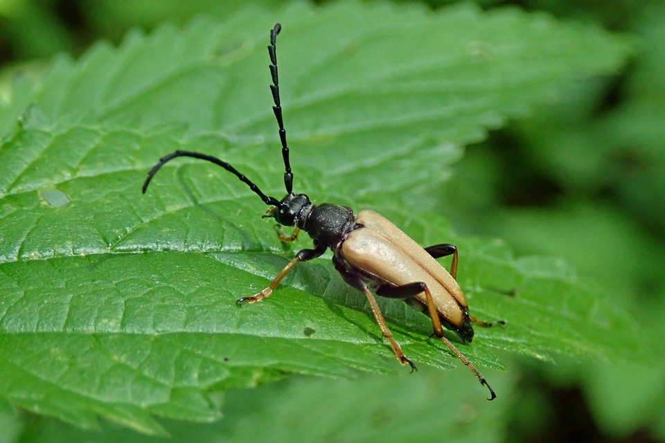 Stictoleptura rubra - vörös virágcincér