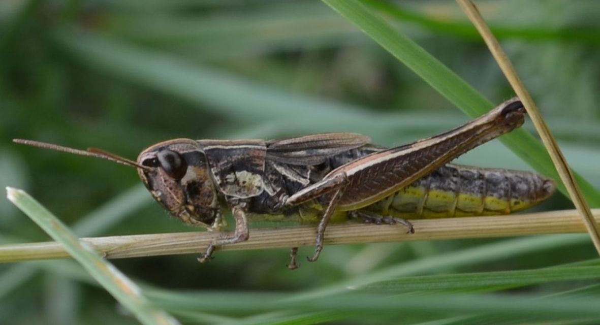 Pseudochorthippus parallelus - közönséges rétisáska