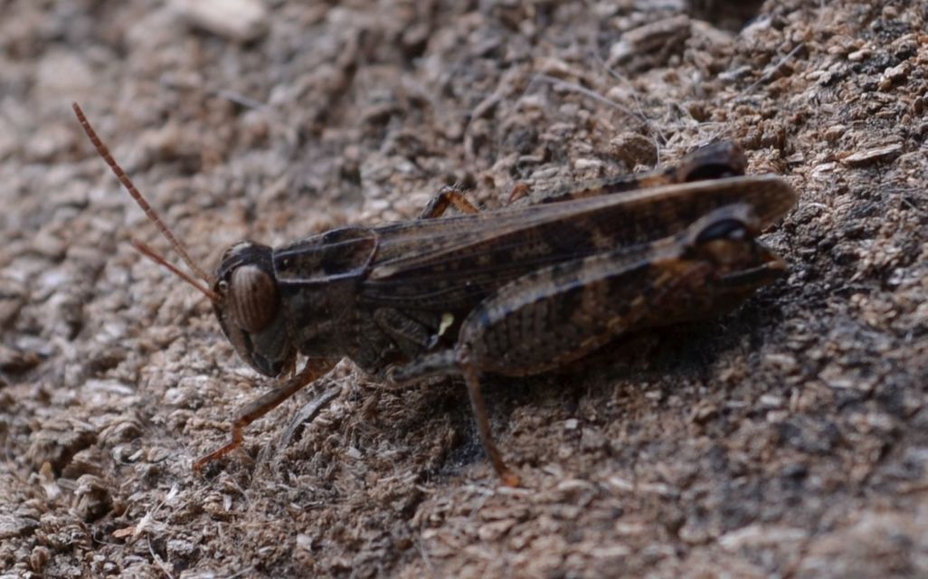 Calliptamus italicus - olaszsáska