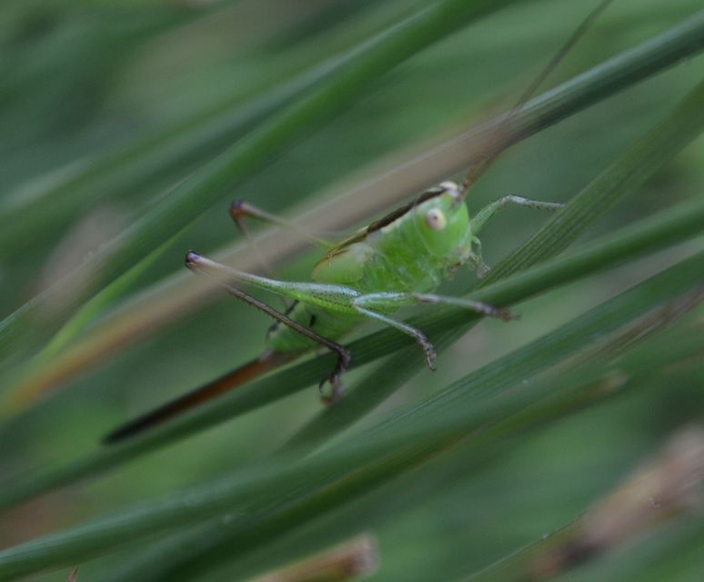 Conocephalus fuscus - kis kúpfejűszöcske