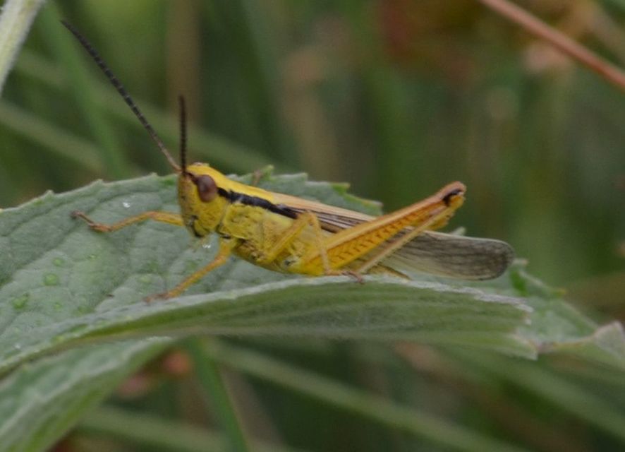 Mecostethus parapleurus - hagymazöld sáska