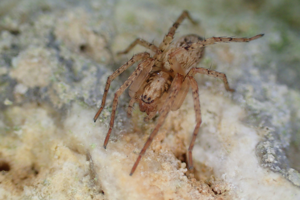 Anyphaena accentuata - jegyespók