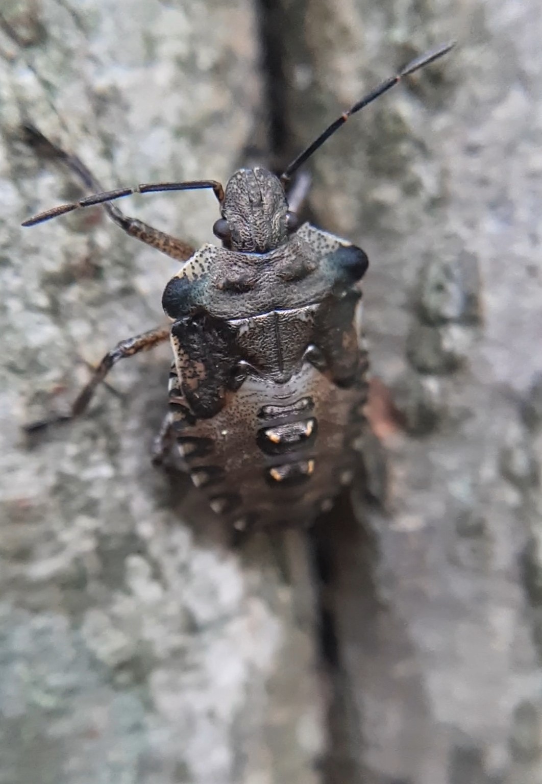 Pentatoma rufipes - vöröslábú címerespoloska Pentatoma rufipes - vöröslábú címerespoloska