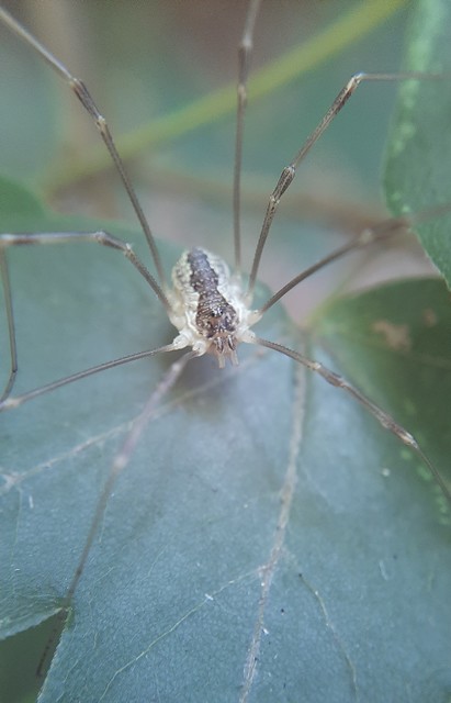 Mitopus morio
