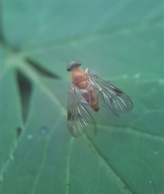 Chrysopilus laetus