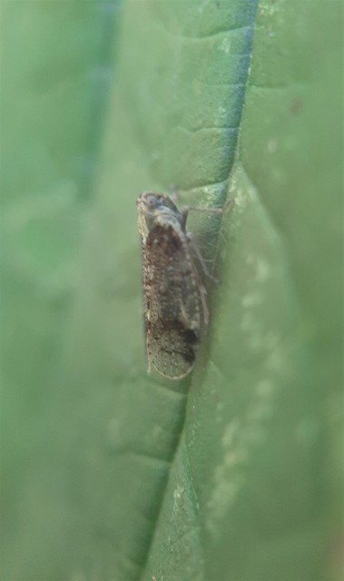 Cixius