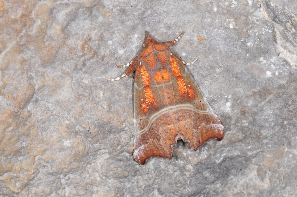 Scoliopteryx libatrix - vörös csipkésbagoly