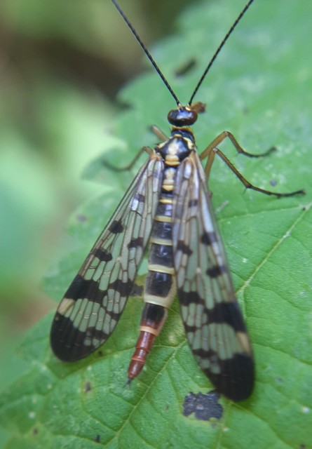 Panorpa vulgaris